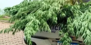 ” Meu vizinho jogou uma semente no meu quintal” : Homem plantava pés de maconha em seu quintal