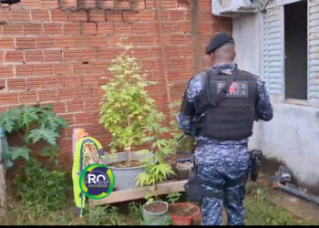 FORÇA TÁTICA: Orta de pé de maconha é encontrado após denuncia – VÍDEO