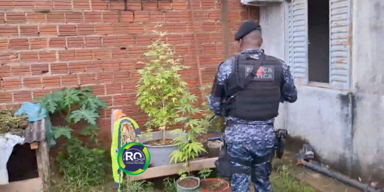FORÇA TÁTICA: Orta de pé de maconha é encontrado após denuncia – VÍDEO
