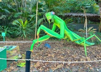 Natureza Gigante chega ao Porto Velho Shopping com insetos animatrônicos e diversão educativa