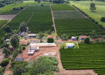 Crescimento da cafeicultura em Rondônia impulsiona visitas à Rota Turística do Café