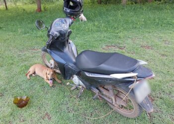 Homem é multado e preso por arrastar cachorro amarrado a motocicleta na RO-257