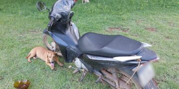Homem é multado e preso por arrastar cachorro amarrado a motocicleta na RO-257