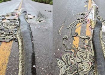 Sucuri grávida é atropelada e espalha dezenas de filhotes pela rodovia; veja vídeo