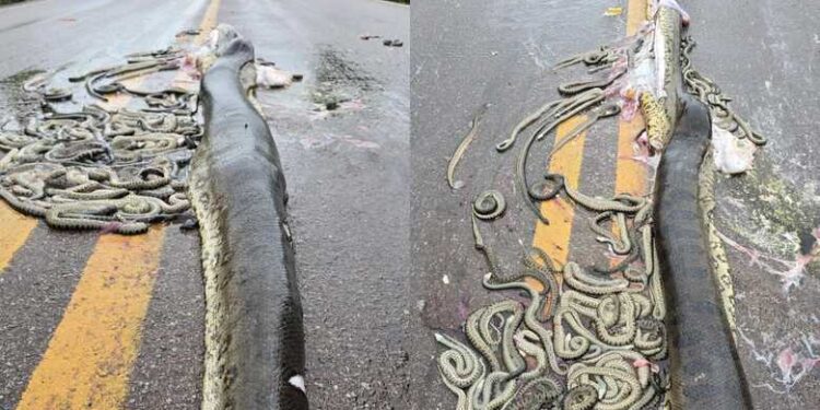 Sucuri grávida é atropelada e espalha dezenas de filhotes pela rodovia; veja vídeo