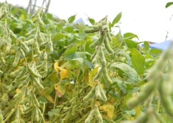 Prazo para semeadura da produção de soja em Rondônia encerra nesta quinta-feira, 9