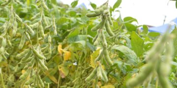 Prazo para semeadura da produção de soja em Rondônia encerra nesta quinta-feira, 9