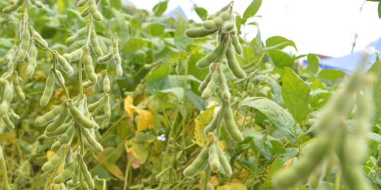 Prazo para semeadura da produção de soja em Rondônia encerra nesta quinta-feira, 9