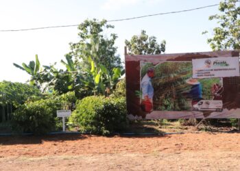 Assistência técnica e tecnologia transformam a realidade da agricultura familiar de Rondônia