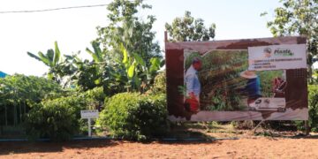 Assistência técnica e tecnologia transformam a realidade da agricultura familiar de Rondônia
