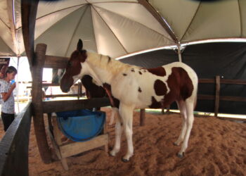 Inovação tecnológica permite emissão de Guia de Trânsito Animal para equídeos pela internet, em Rondônia