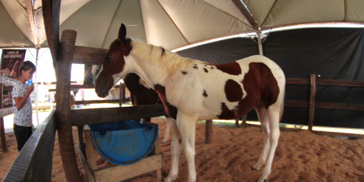 Inovação tecnológica permite emissão de Guia de Trânsito Animal para equídeos pela internet, em Rondônia