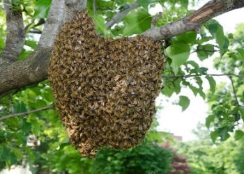 Produtor rural morre após ser atacado por mais de mil picadas de abelhas