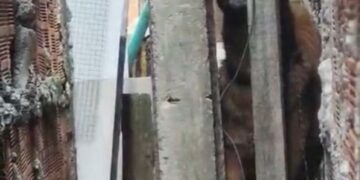 Maus-tratos: mulher é presa após manter cachorros amarrados, sem água e comida, na Compensa