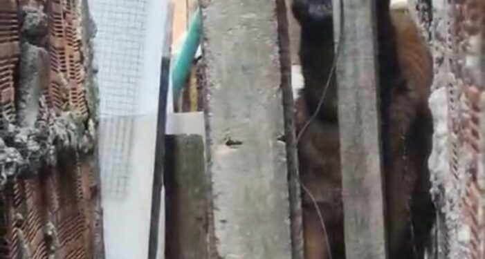 Maus-tratos: mulher é presa após manter cachorros amarrados, sem água e comida, na Compensa