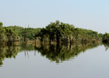 Etapa estadual da 5ª Conferência Nacional do Meio Ambiente ocorre em março, em Porto Velho