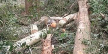 Fazendeiro é condenado a pagar indenização à família de trabalhador que morreu esmagado por árvore