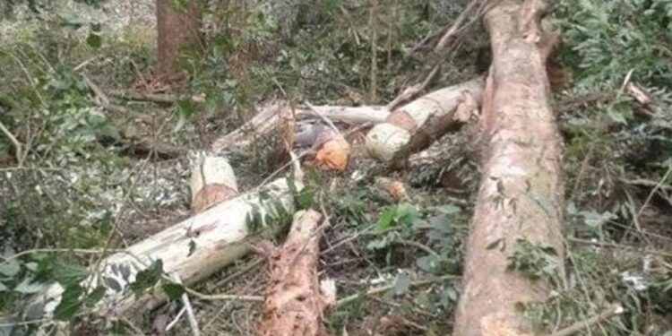 Fazendeiro é condenado a pagar indenização à família de trabalhador que morreu esmagado por árvore