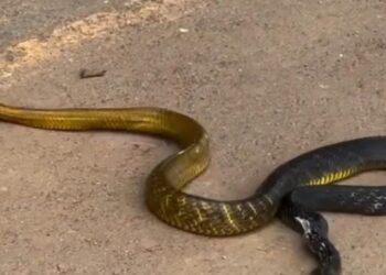 Vídeo: Motorista de ônibus invade contramão para atropelar cobra
