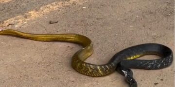 Vídeo: Motorista de ônibus invade contramão para atropelar cobra