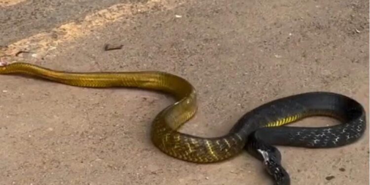 Vídeo: Motorista de ônibus invade contramão para atropelar cobra