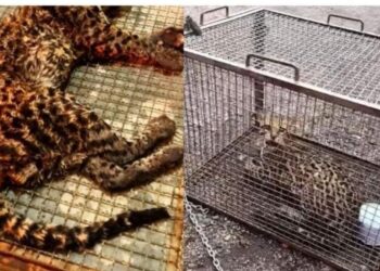 Jaguatirica é resgatada por bombeiros após cair em tanque de unidade de tratamento em RO