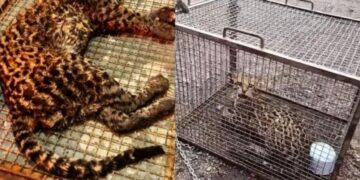 Jaguatirica é resgatada por bombeiros após cair em tanque de unidade de tratamento em RO