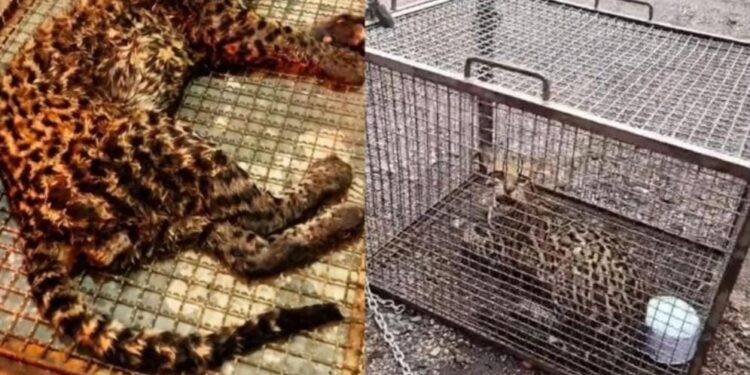 Jaguatirica é resgatada por bombeiros após cair em tanque de unidade de tratamento em RO