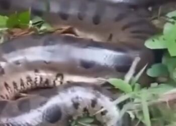 VÍDEO: Sucuri gigante assusta moradores de fazenda em Rondônia