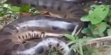 VÍDEO: Sucuri gigante assusta moradores de fazenda em Rondônia