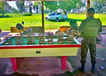 Operação Fortça Total: Polícia Ambiental Resgata Pássaros Mantidos Irregularmente em Cativeiro na Zona Rural de São Felipe d’Oeste