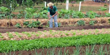 Trabalhos do deputado Alan Queiroz proporcionam melhorias para a agricultura do estado de Rondônia