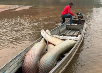 Governo de RO promove parcerias para fortalecer ações do manejo do Pirarucu na Resex Rio Cautário