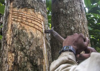Governo de RO adquire materiais e instrumentos para produtores de látex em reservas extrativistas com apoio de Projeto