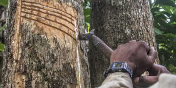 Governo de RO adquire materiais e instrumentos para produtores de látex em reservas extrativistas com apoio de Projeto