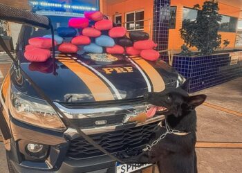 PRF apreende skunk e pasta base de cocaína em ônibus na BR-364 em Cuiabá-MT
