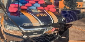PRF apreende skunk e pasta base de cocaína em ônibus na BR-364 em Cuiabá-MT