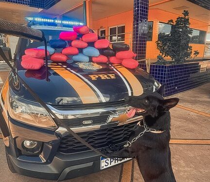 PRF apreende skunk e pasta base de cocaína em ônibus na BR-364 em Cuiabá-MT