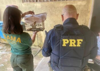 PRF detém condutor por crime ambiental e resgata ave silvestre no Acre