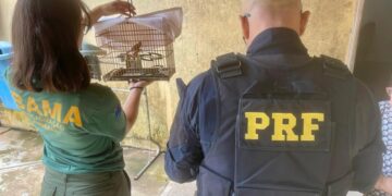 PRF detém condutor por crime ambiental e resgata ave silvestre no Acre