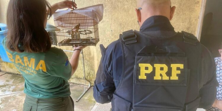 PRF detém condutor por crime ambiental e resgata ave silvestre no Acre