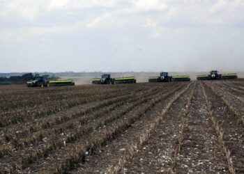 Safra de soja em Rondônia aproxima-se dos 80% de área colhida com expectativa positiva para 2025