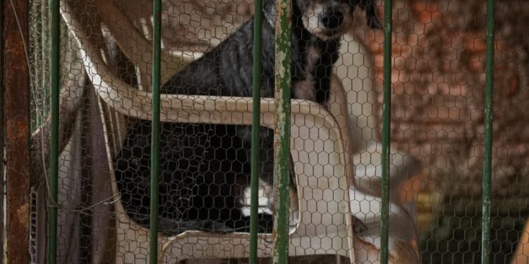 Prefeitura disponibiliza telefone para denúncia de maus tratos contra animais