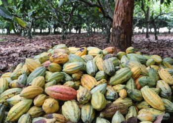 Cacau de Rondônia: ações do Governo de RO impulsionam o crescimento do estado no setor