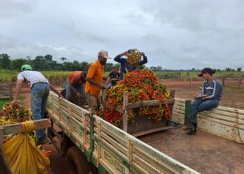 Agricultores podem solicitar transporte gratuito para escoamento da produção na feira livre de domingo
