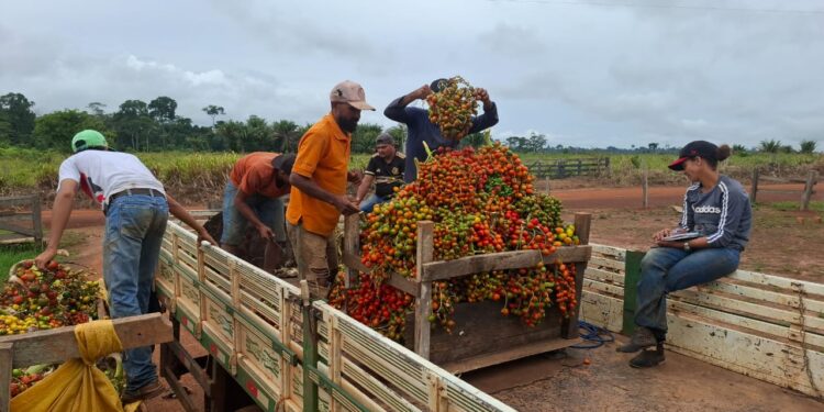 Agricultores podem solicitar transporte gratuito para escoamento da produção na feira livre de domingo