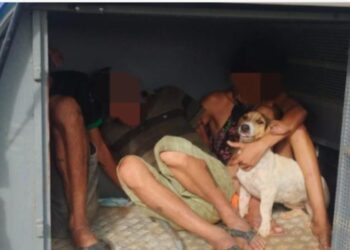CACHORRINHO PRESO? Em Machadinho D” Oeste cachorrinho é levado junto com criminosos acusados de cometerem furto