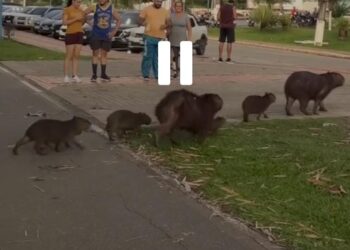 Capivaras ‘param o trânsito’ e atravessam rua em Rio Branco – VEJA O VÍDEO