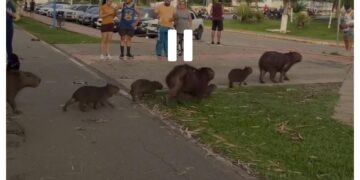 Capivaras ‘param o trânsito’ e atravessam rua em Rio Branco – VEJA O VÍDEO