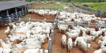 Governo de RO reforça garantias sanitárias e se consolida como potência no agronegócio, atraindo investidores